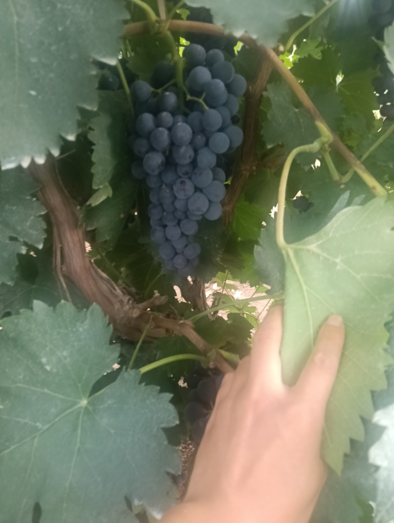 新疆81团蓝莓葡萄