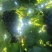 新疆81团蓝莓葡萄