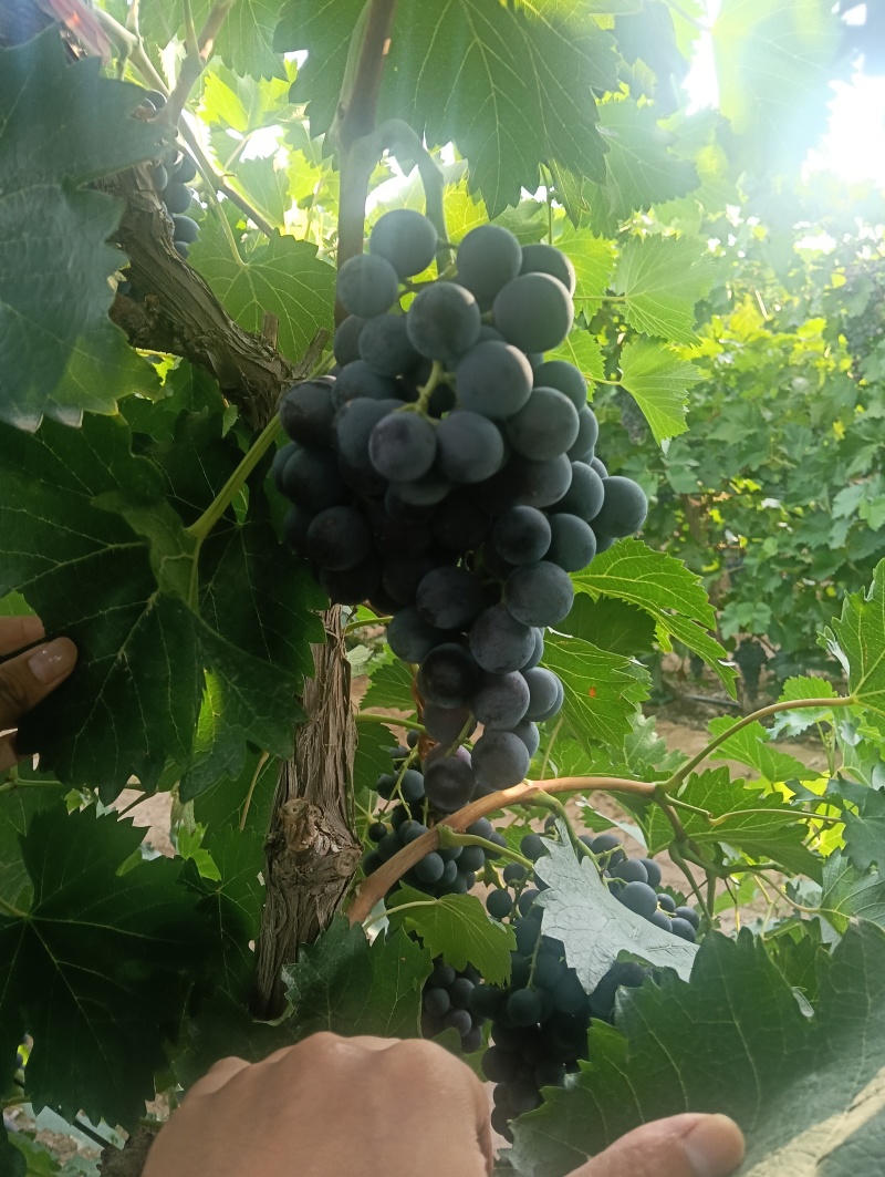 新疆81团蓝莓葡萄
