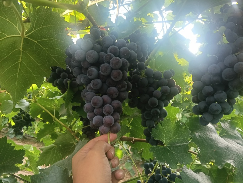 新疆81团蓝莓葡萄