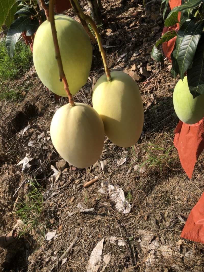 黄袋凯特