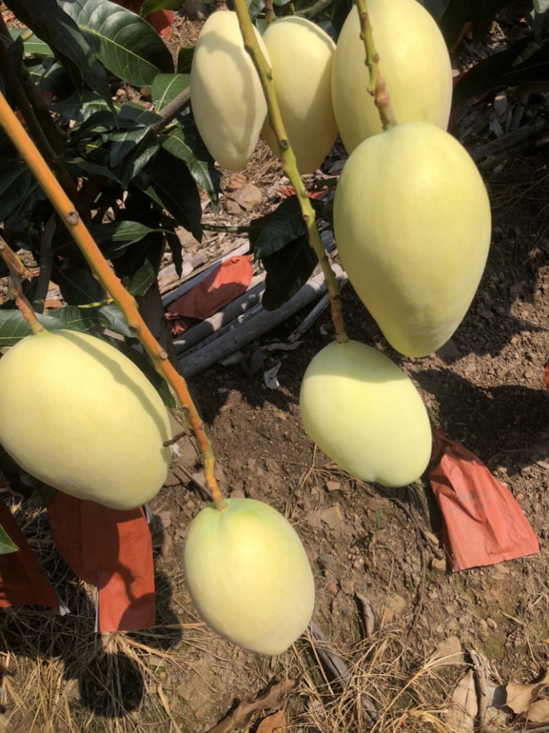 黄袋凯特