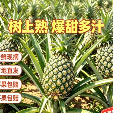 ，1斤~2.5斤电商香水菠萝一件代发