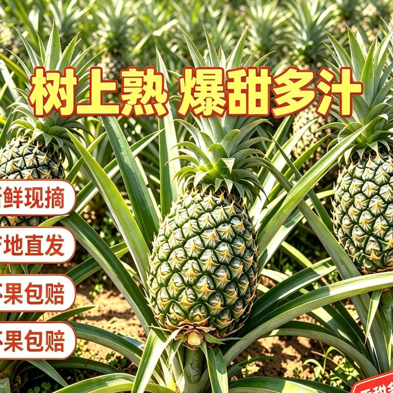 ，1斤~2.5斤电商香水菠萝一件代发