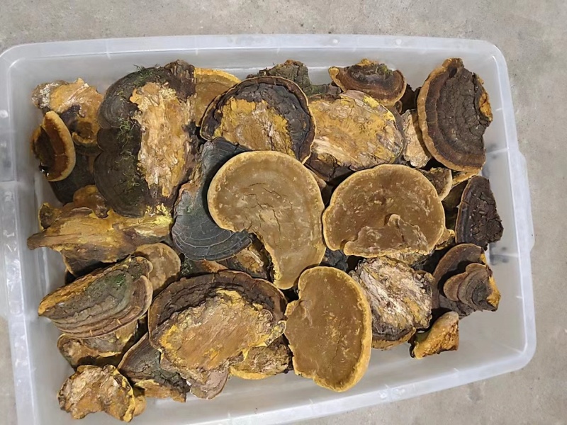 野生桑树桑黄