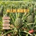，1斤~2.5斤电商香水菠萝一件代发