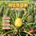 ，1斤~2.5斤电商香水菠萝一件代发