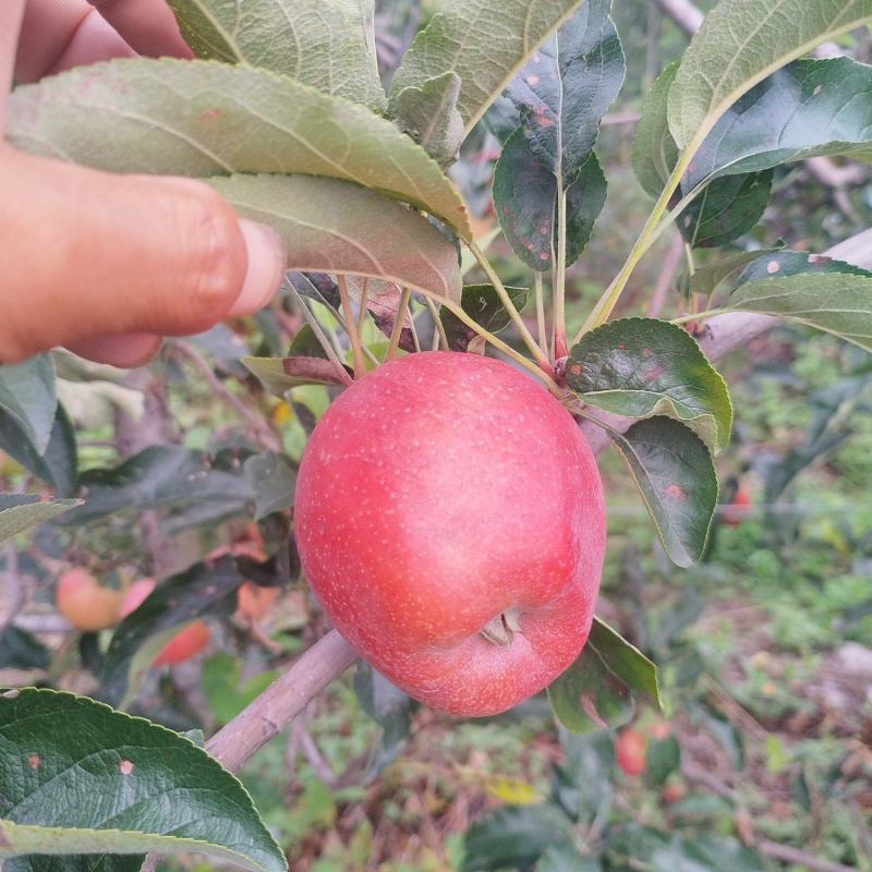 鲁丽苹果