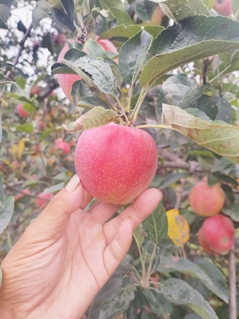 鲁丽苹果