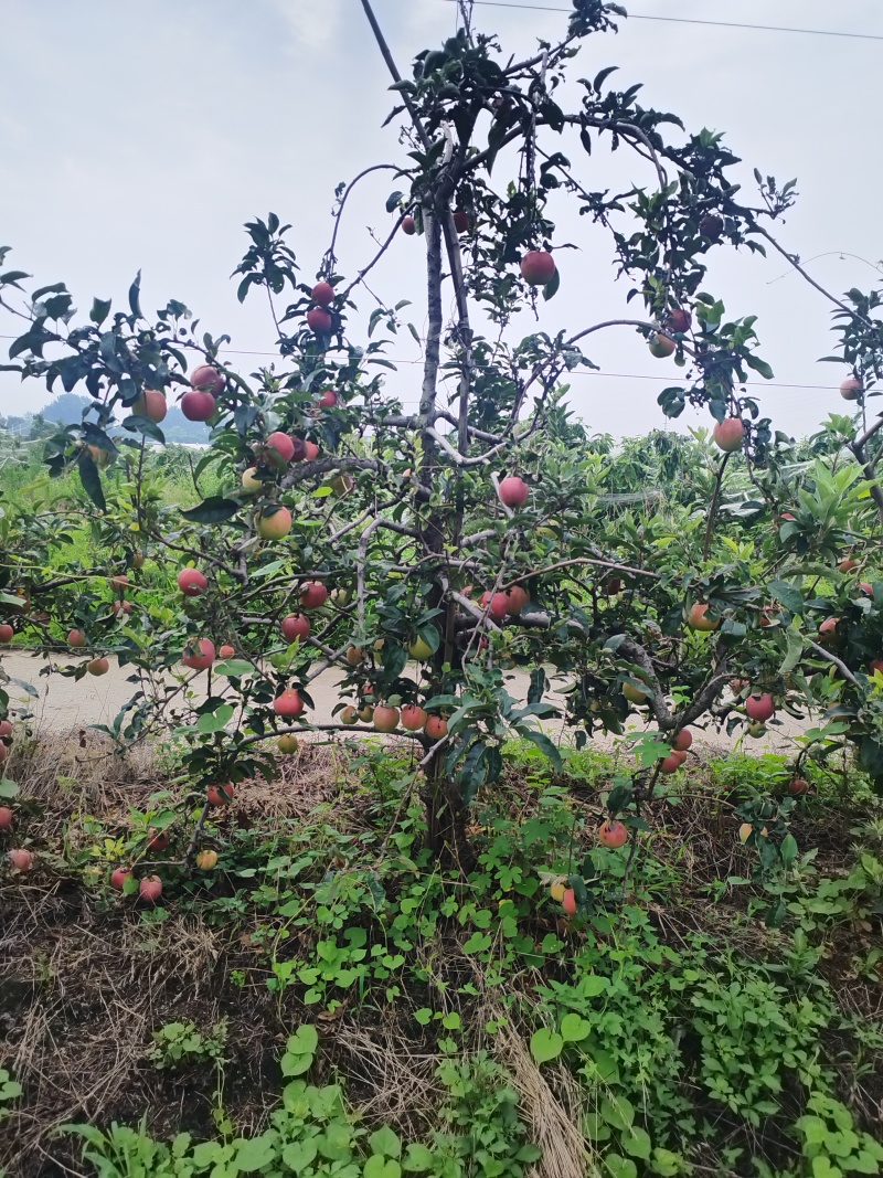 鲁丽苹果