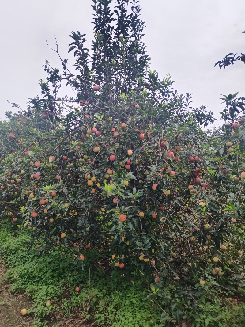 鲁丽苹果
