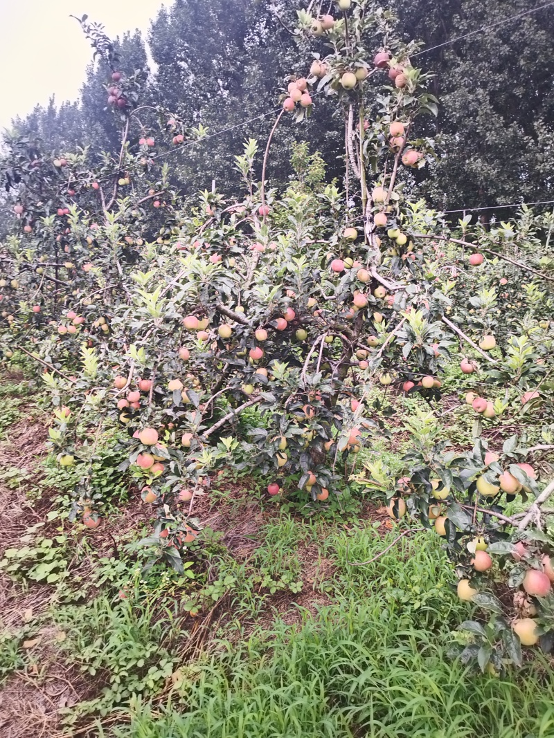 鲁丽苹果