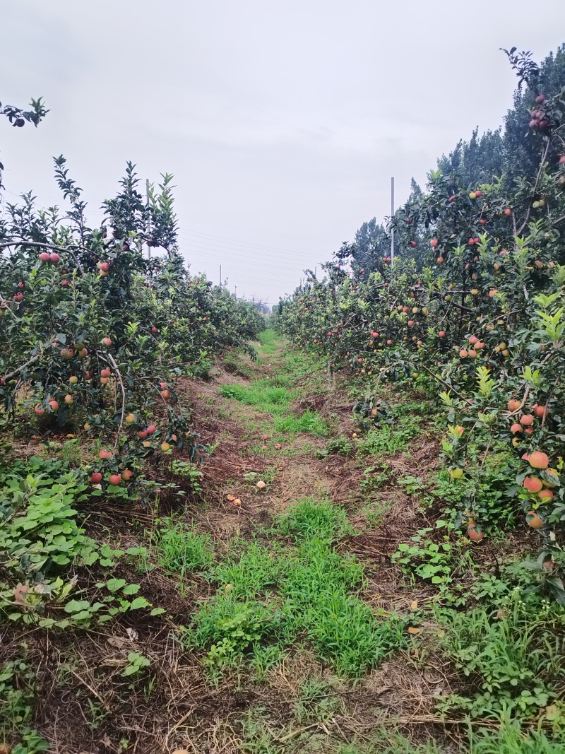 鲁丽苹果