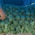 靓品秋皇大白菜山东青岛黄心大白菜种子抗根种病耐抽苔越冬白