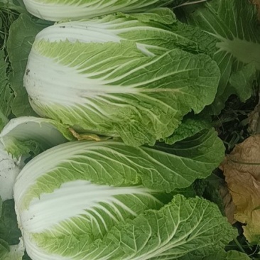 优质黄心大白菜，大量供用
