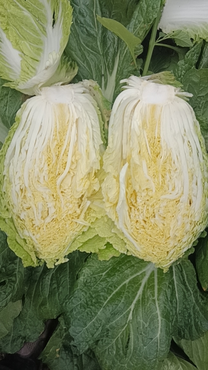 优质黄心大白菜，大量供用