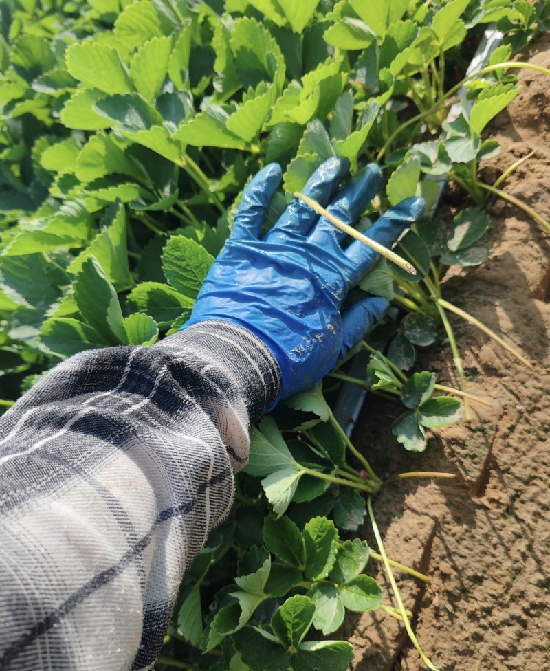 宁玉草莓苗大量有货基地直供存活率高苗旺可视频看货支持