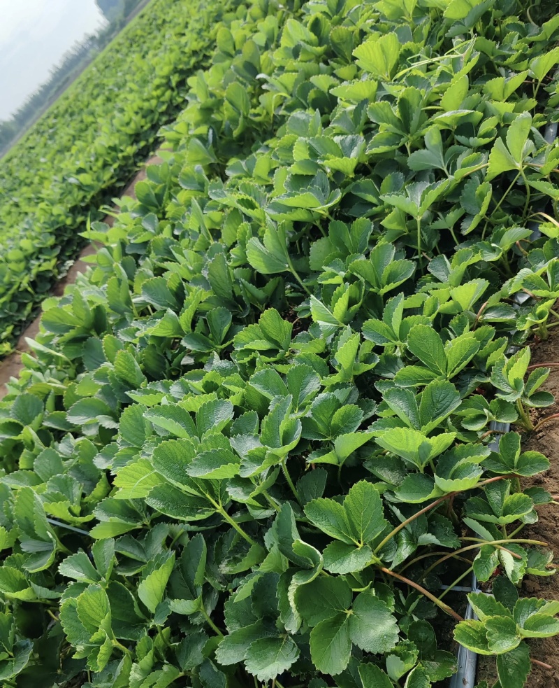宁玉草莓苗大量有货基地直供存活率高苗旺可视频看货支持
