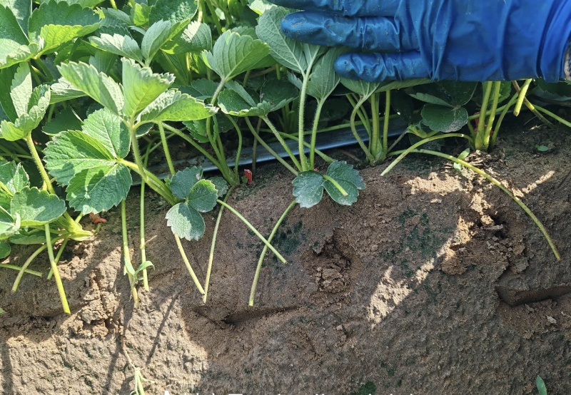 宁玉草莓苗大量有货基地直供存活率高苗旺可视频看货支持