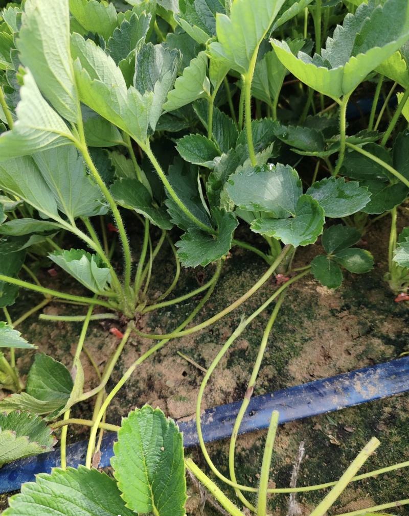 宁玉草莓苗大量有货基地直供存活率高苗旺可视频看货支持