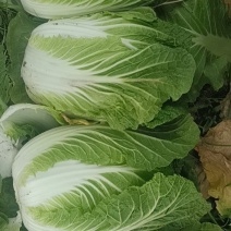 优质黄心大白菜，专业共应