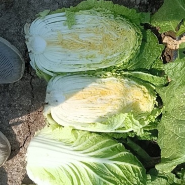 优质黄心大白菜，专业供应商