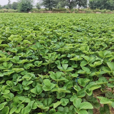 白露草莓苗大量有货基地直供品质优可对接市场商超欢迎咨询来