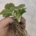 白露草莓苗大量有货基地直供品质优可对接市场商超欢迎咨询来