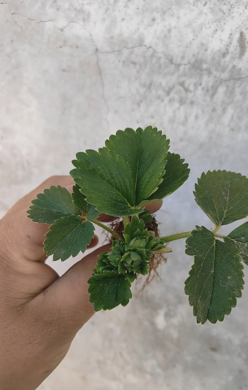 白露草莓苗大量有货基地直供品质优可对接市场商超欢迎咨询来