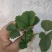 白露草莓苗大量有货基地直供品质优可对接市场商超欢迎咨询来