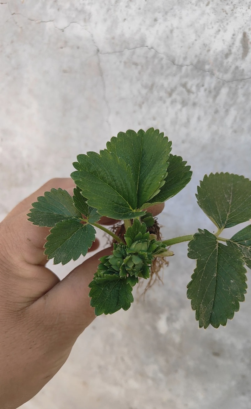 白露草莓苗大量有货基地直供品质优可对接市场商超欢迎咨询来