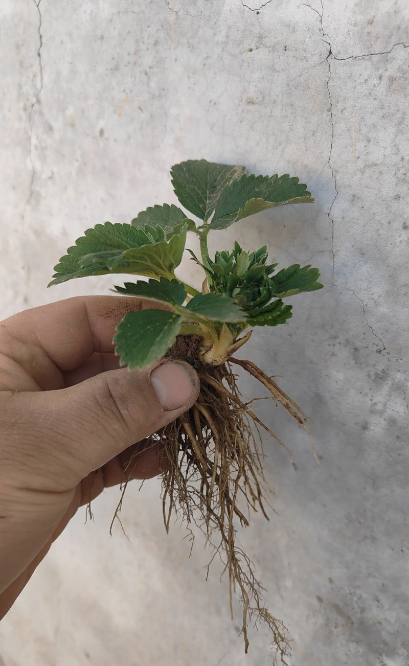 白露草莓苗大量有货基地直供品质优可对接市场商超欢迎咨询来