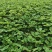 白露草莓苗大量有货基地直供品质优可对接市场商超欢迎咨询来
