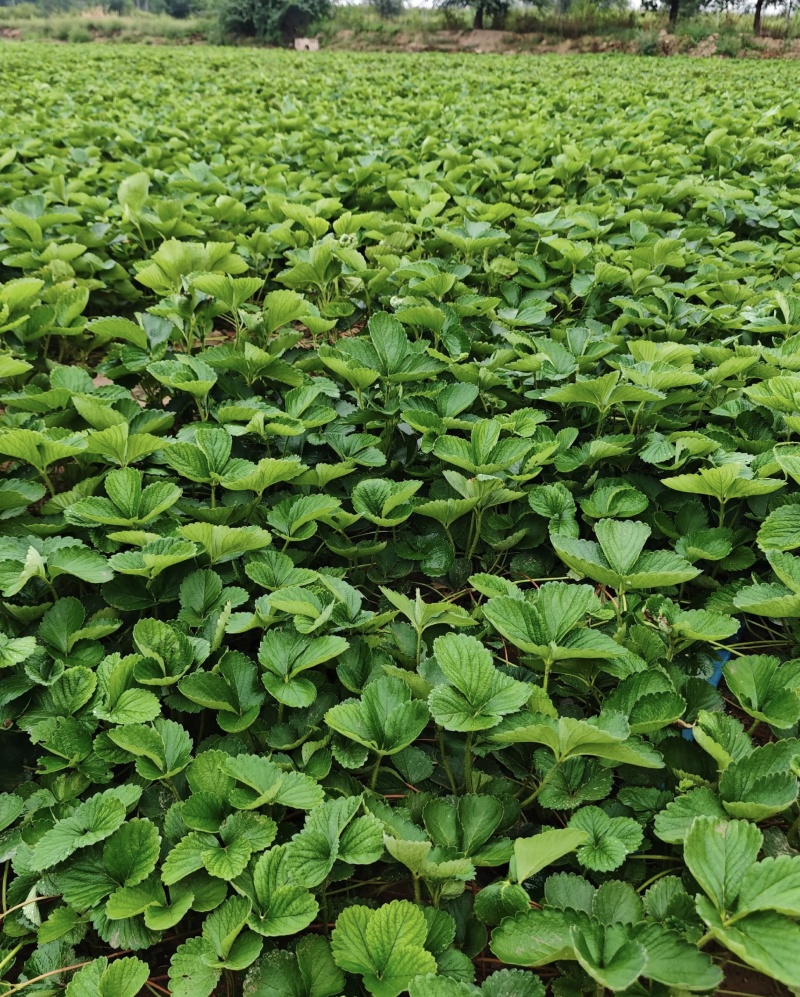 白露草莓苗大量有货基地直供品质优可对接市场商超欢迎咨询来