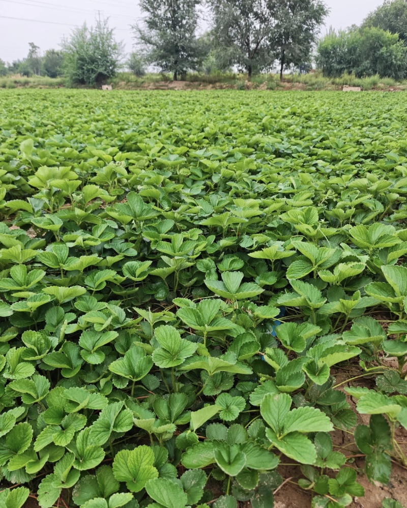 白露草莓苗大量有货基地直供品质优可对接市场商超欢迎咨询来