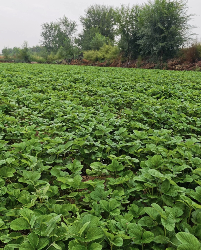 白露草莓苗大量有货基地直供品质优可对接市场商超欢迎咨询来