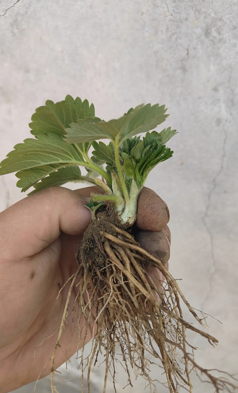 白露草莓苗大量有货基地直供品质优可对接市场商超欢迎咨询来