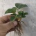 白露草莓苗大量有货基地直供品质优可对接市场商超欢迎咨询来