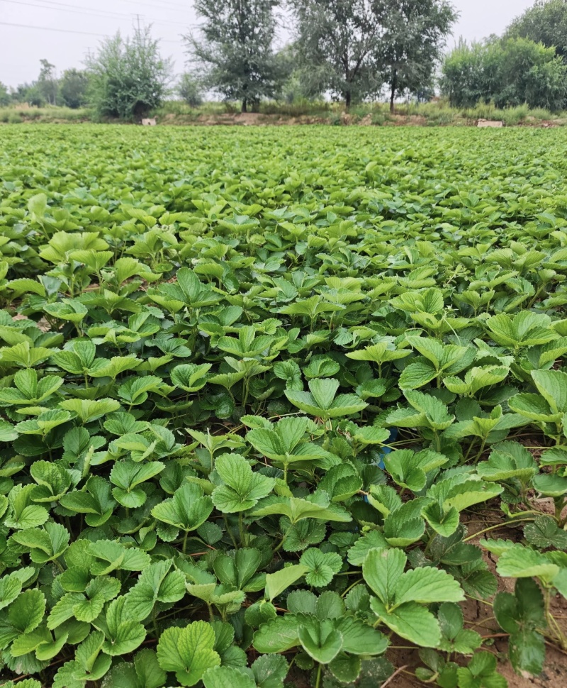 白露草莓苗大量有货基地直供品质优可对接市场商超欢迎咨询来