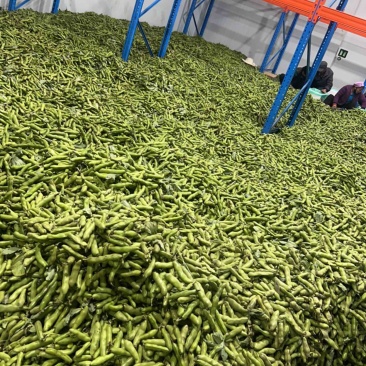 青海蚕豆的