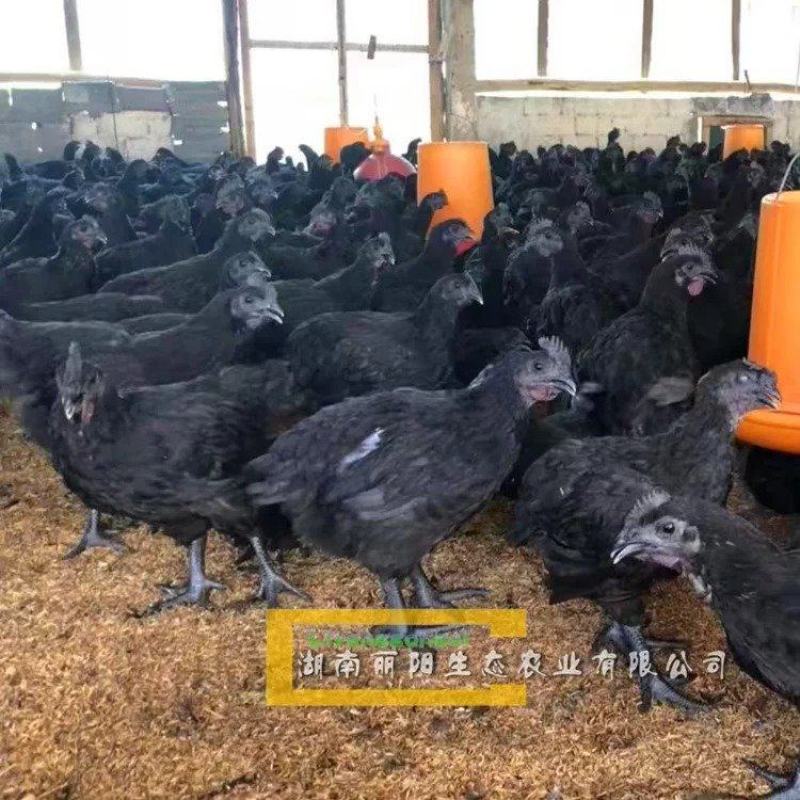 五黑鸡脱温鸡/五黑绿壳蛋鸡苗/乌骨鸡活苗/厂家直销
