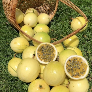 百香果