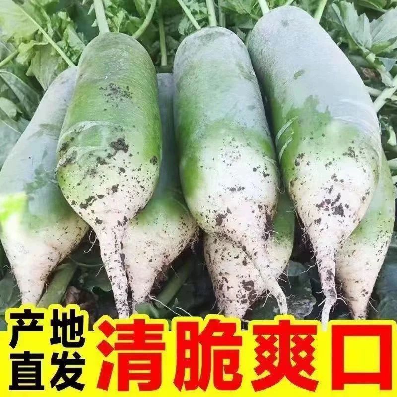 青萝卜，白萝卜