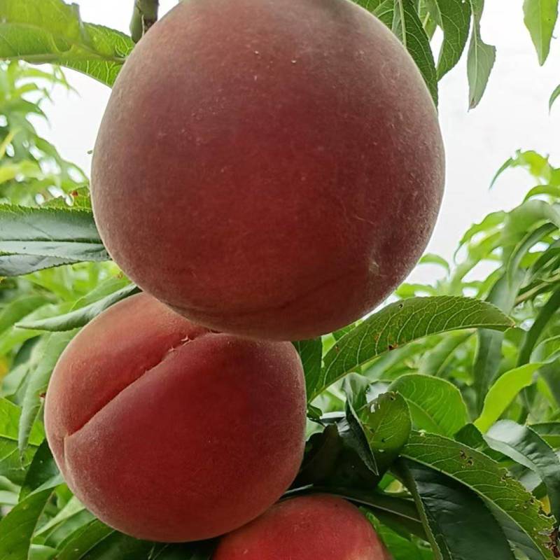 【毛桃】红毛桃/山东毛桃/自家种植价格便宜质量三包