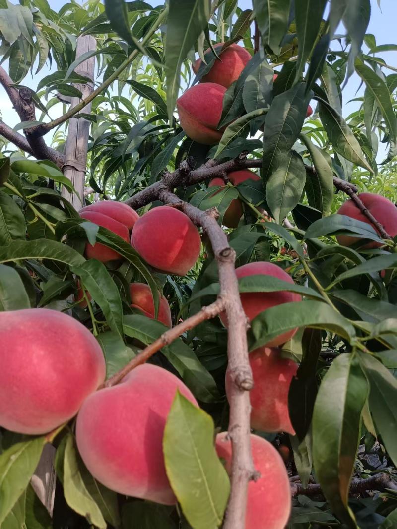 【毛桃】红毛桃/山东毛桃/自家种植价格便宜质量三包