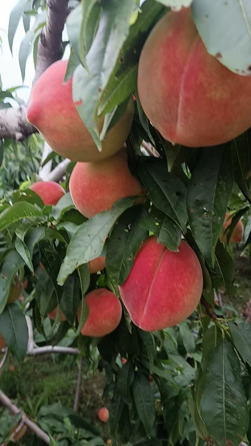 【毛桃】红毛桃/山东毛桃/自家种植价格便宜质量三包