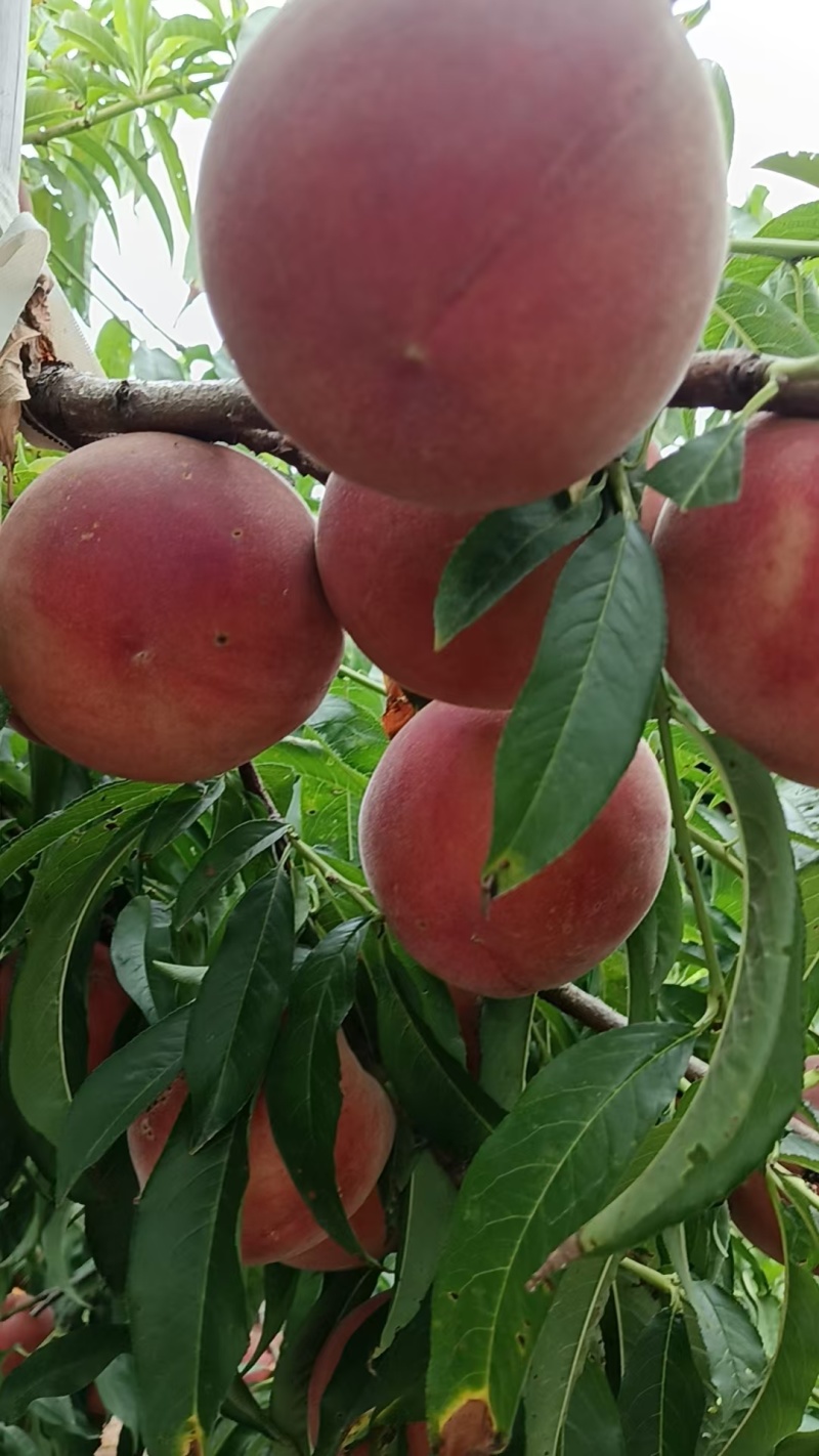【毛桃】红毛桃/山东毛桃/自家种植价格便宜质量三包