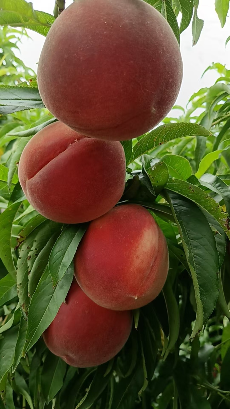 【毛桃】红毛桃/山东毛桃/自家种植价格便宜质量三包