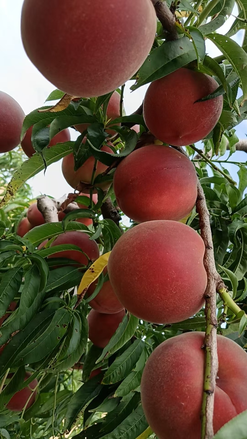 【毛桃】红毛桃/山东毛桃/自家种植价格便宜质量三包