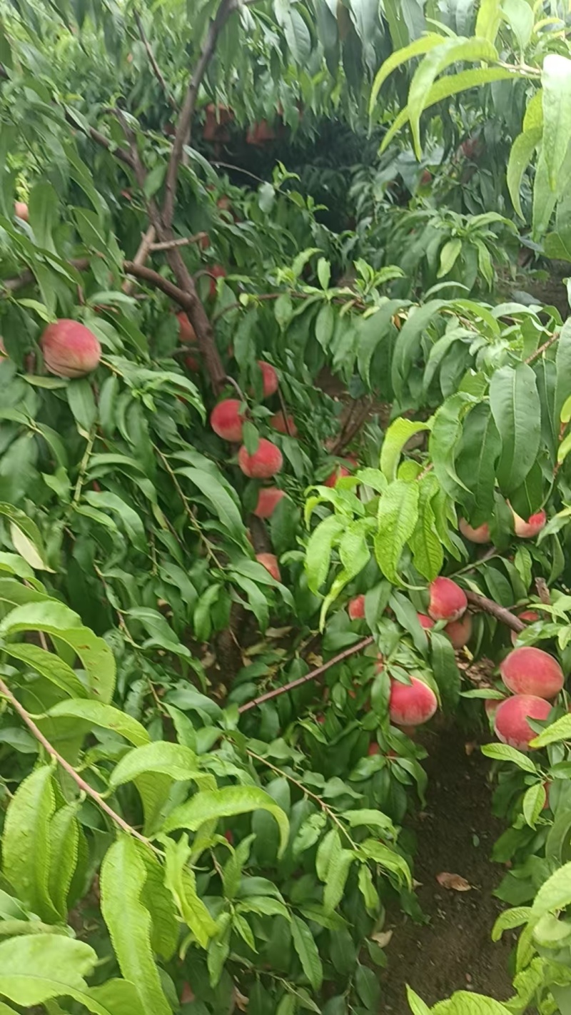 【毛桃】红毛桃/山东毛桃/自家种植价格便宜质量三包